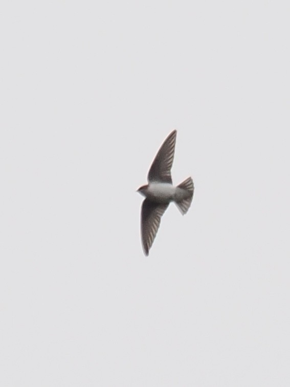 Violet-green Swallow - ML619166171