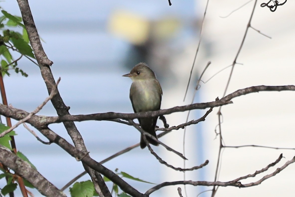 Eastern Wood-Pewee - ML619166173