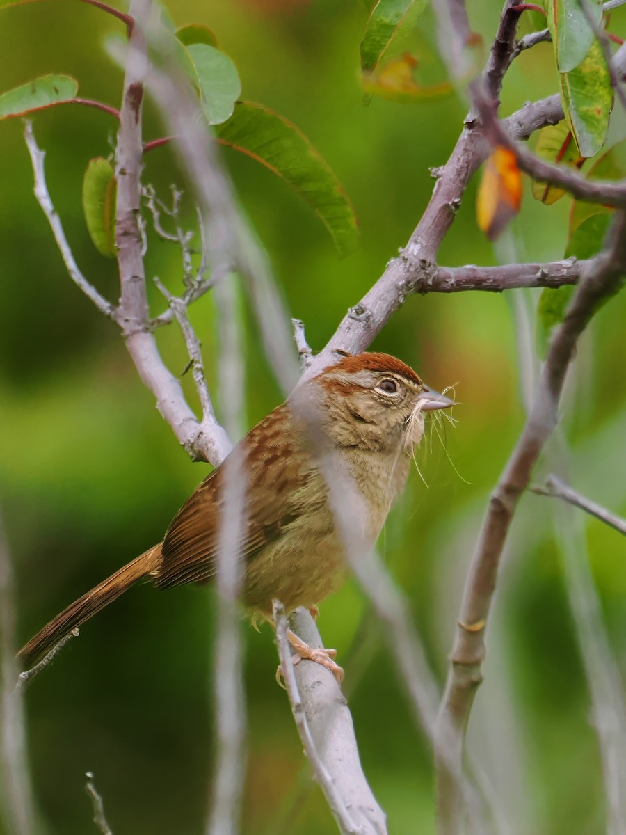 Rufous-crowned Sparrow - Peter Nguyen