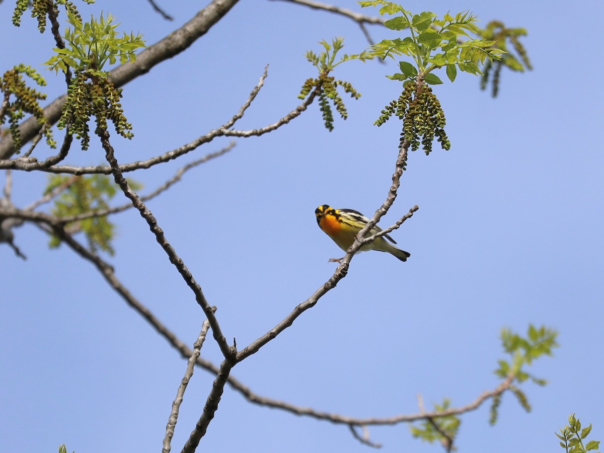 Blackburnian Warbler - Nolan Kerr