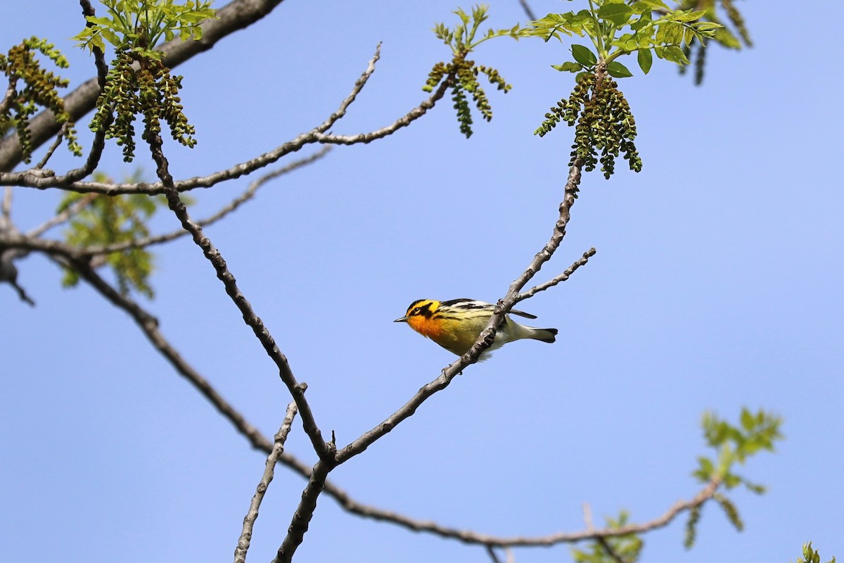 Blackburnian Warbler - ML619166183