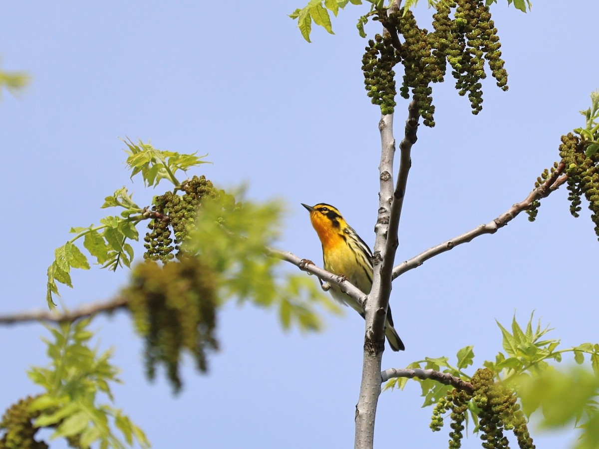 Blackburnian Warbler - ML619166185