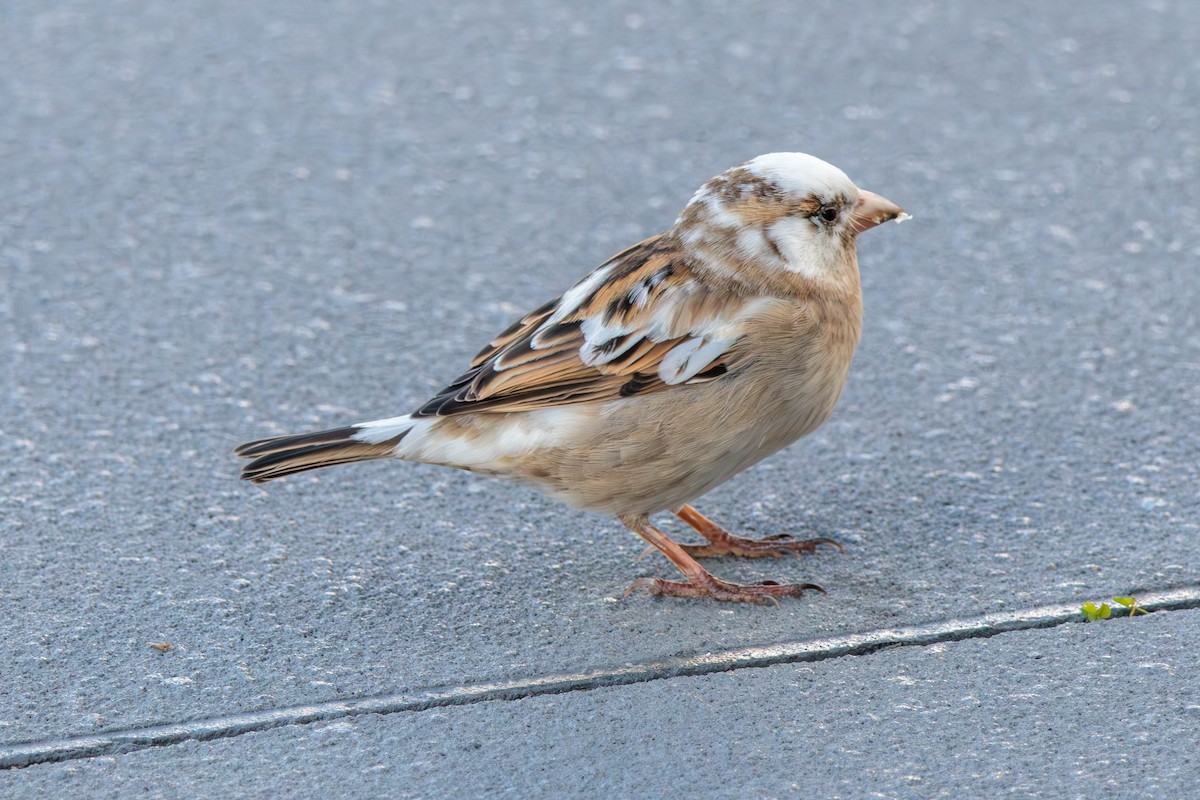 House Sparrow - Pierce Louderback