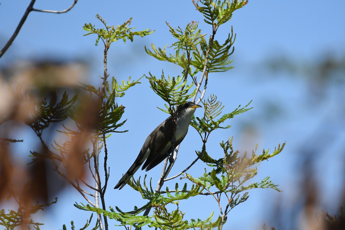 Yellow-billed Cuckoo - José Alberto Pérez Hechavarría