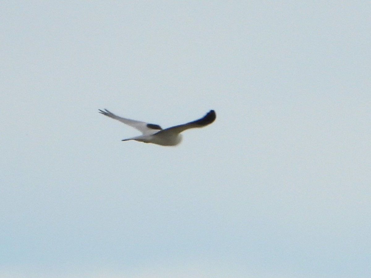 Black-shouldered Kite - Leonie Beaulieu