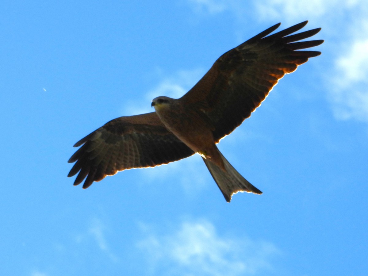 Black Kite (Black) - Leonie Beaulieu