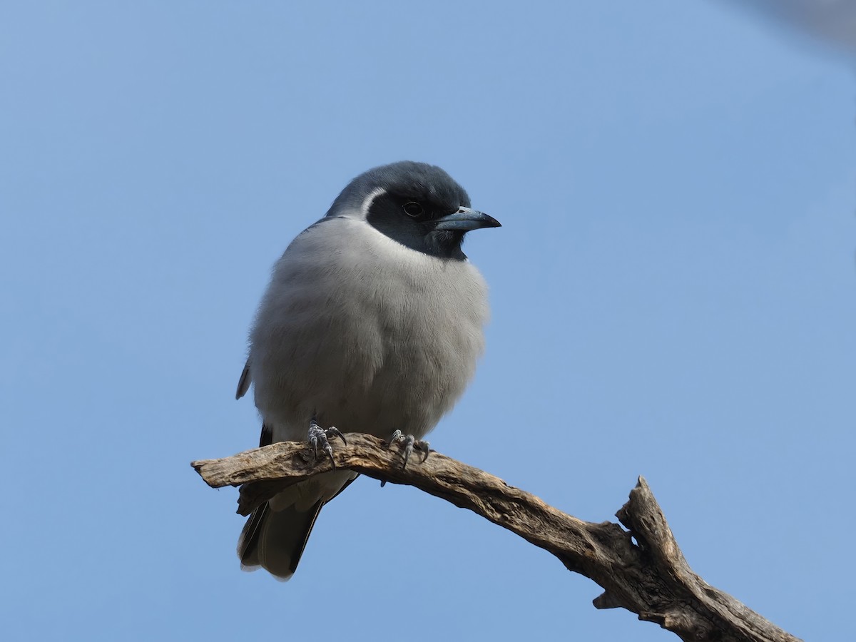 Masked Woodswallow - Len and Chris Ezzy