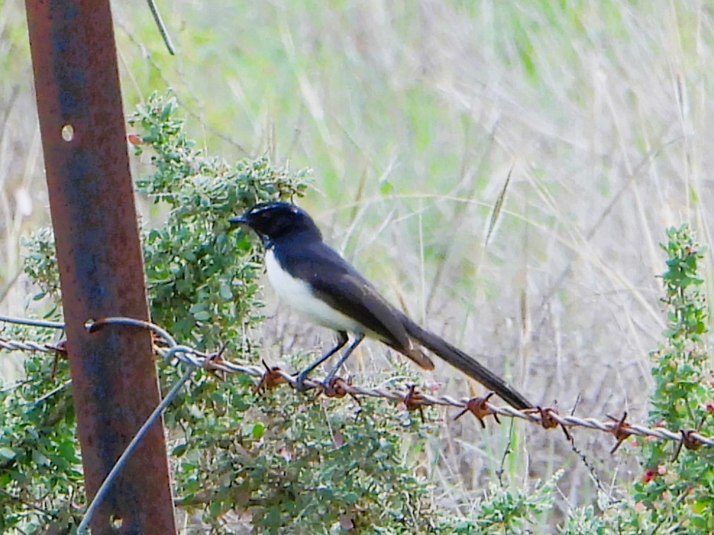 Willie-wagtail - Leonie Beaulieu