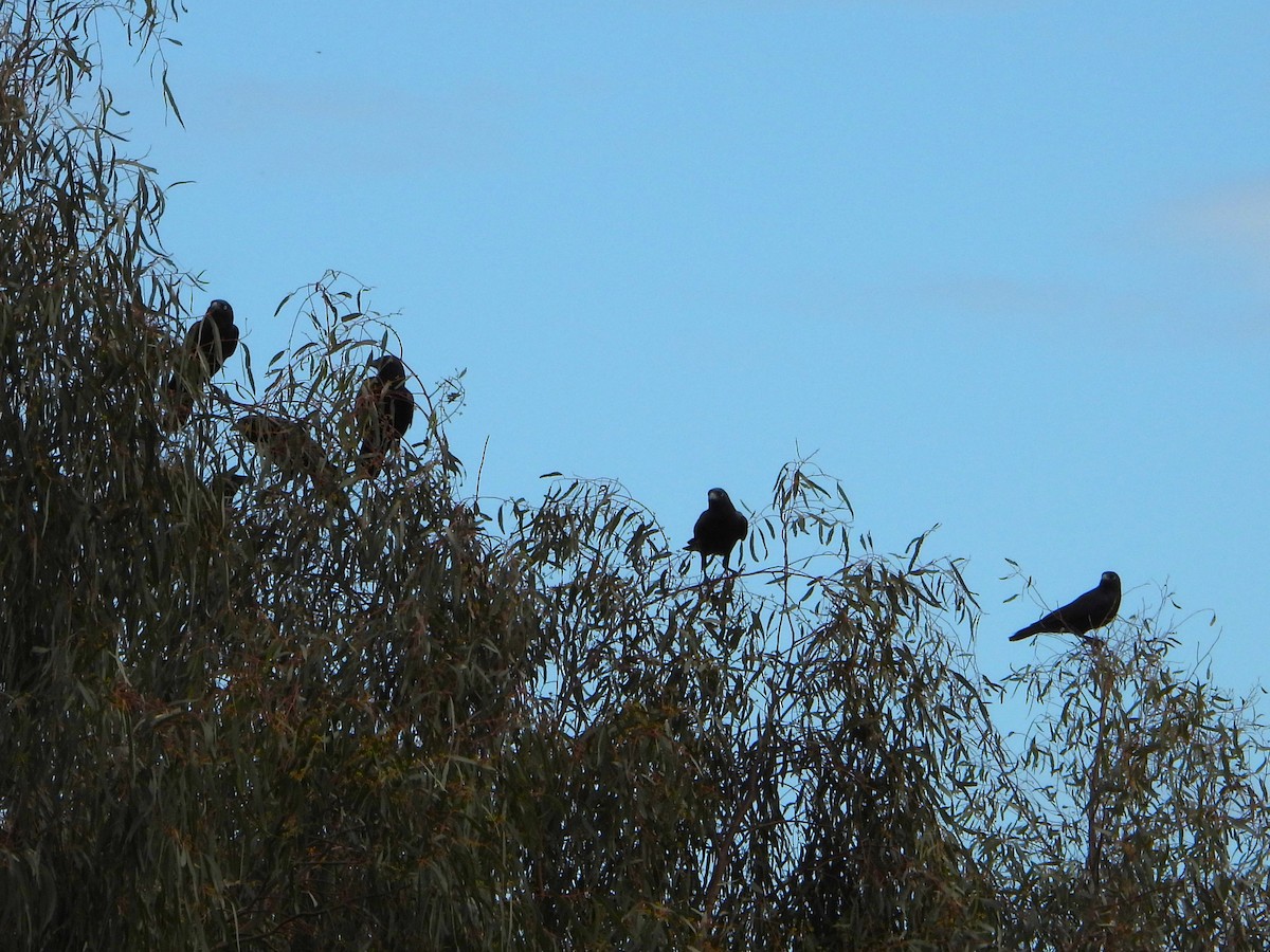 Australian Raven - Leonie Beaulieu