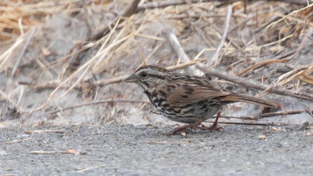 Song Sparrow - Kenneth Unger