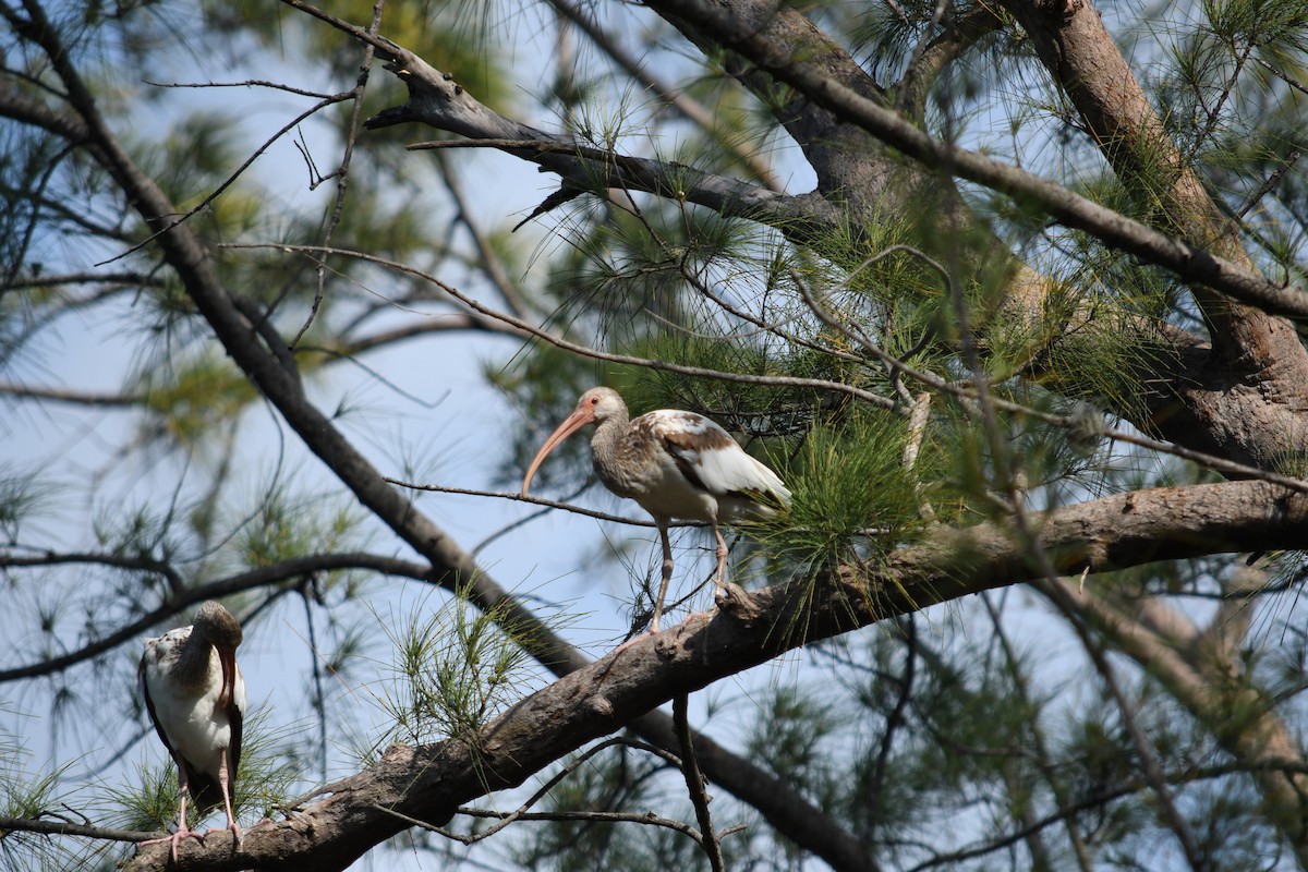 White Ibis - ML619166229