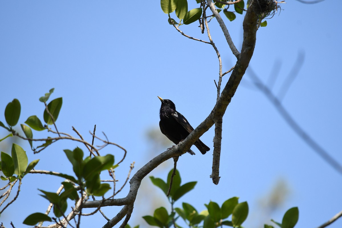 European Starling - ML619166234