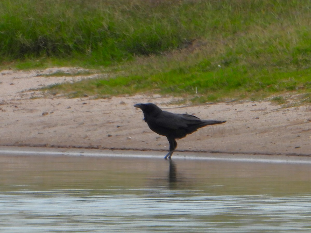 Australian Raven - Leonie Beaulieu