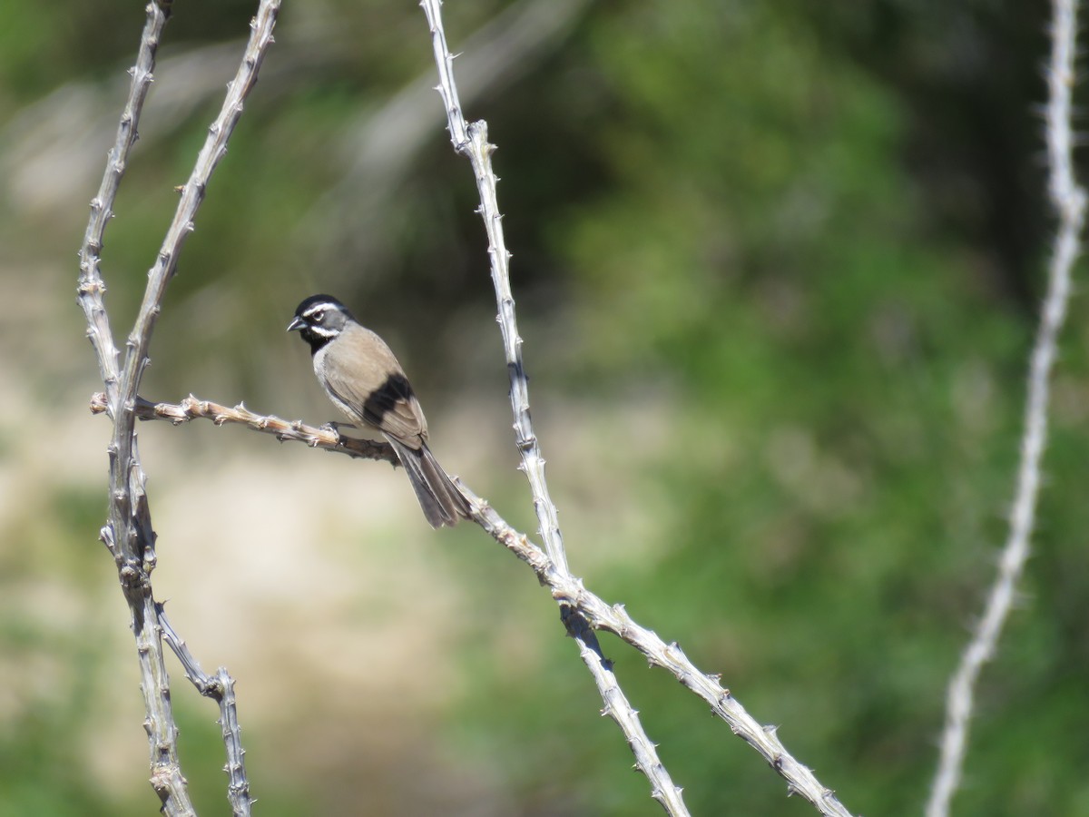 Black-throated Sparrow - debbie gley