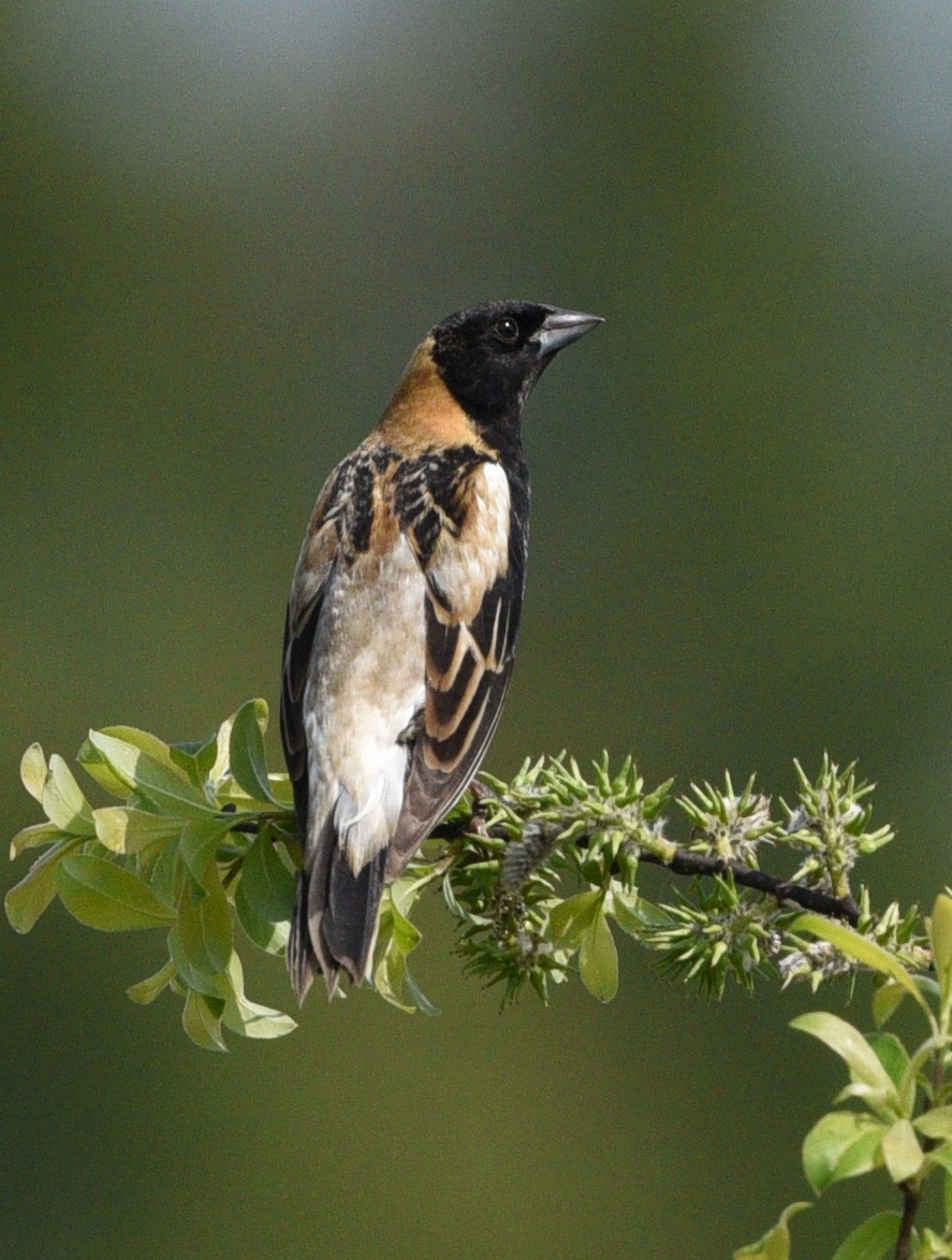 Bobolink - Wendy Hill