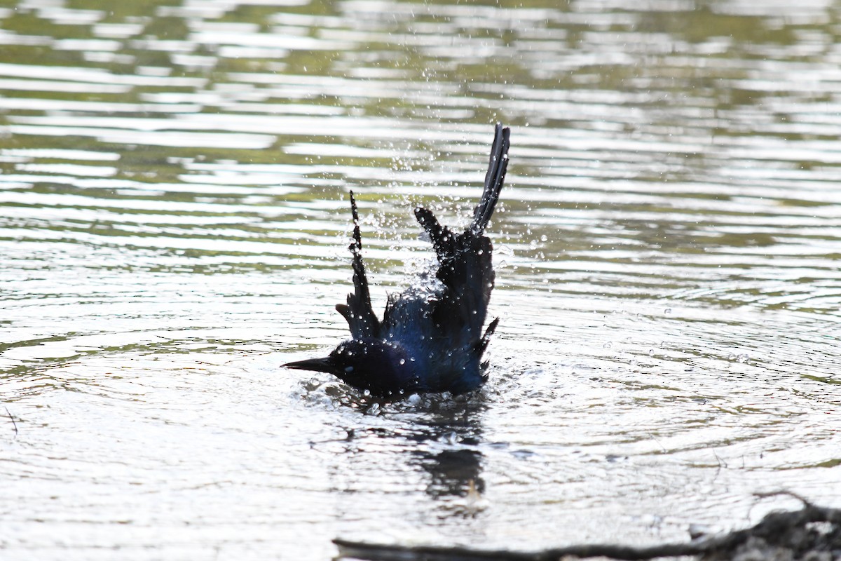 Boat-tailed Grackle - ML619166280