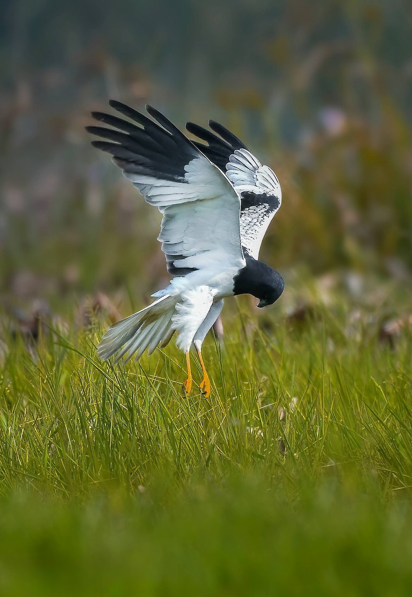 Pied Harrier - ML619166287