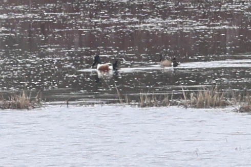 Northern Shoveler - Denis Corbeil