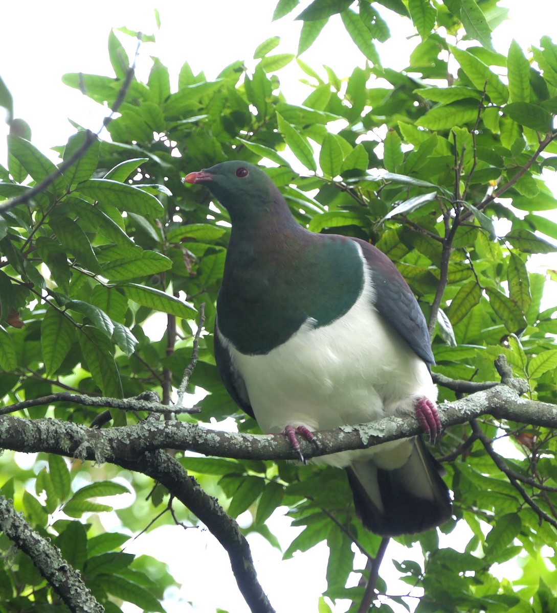 New Zealand Pigeon - Jim Kirker