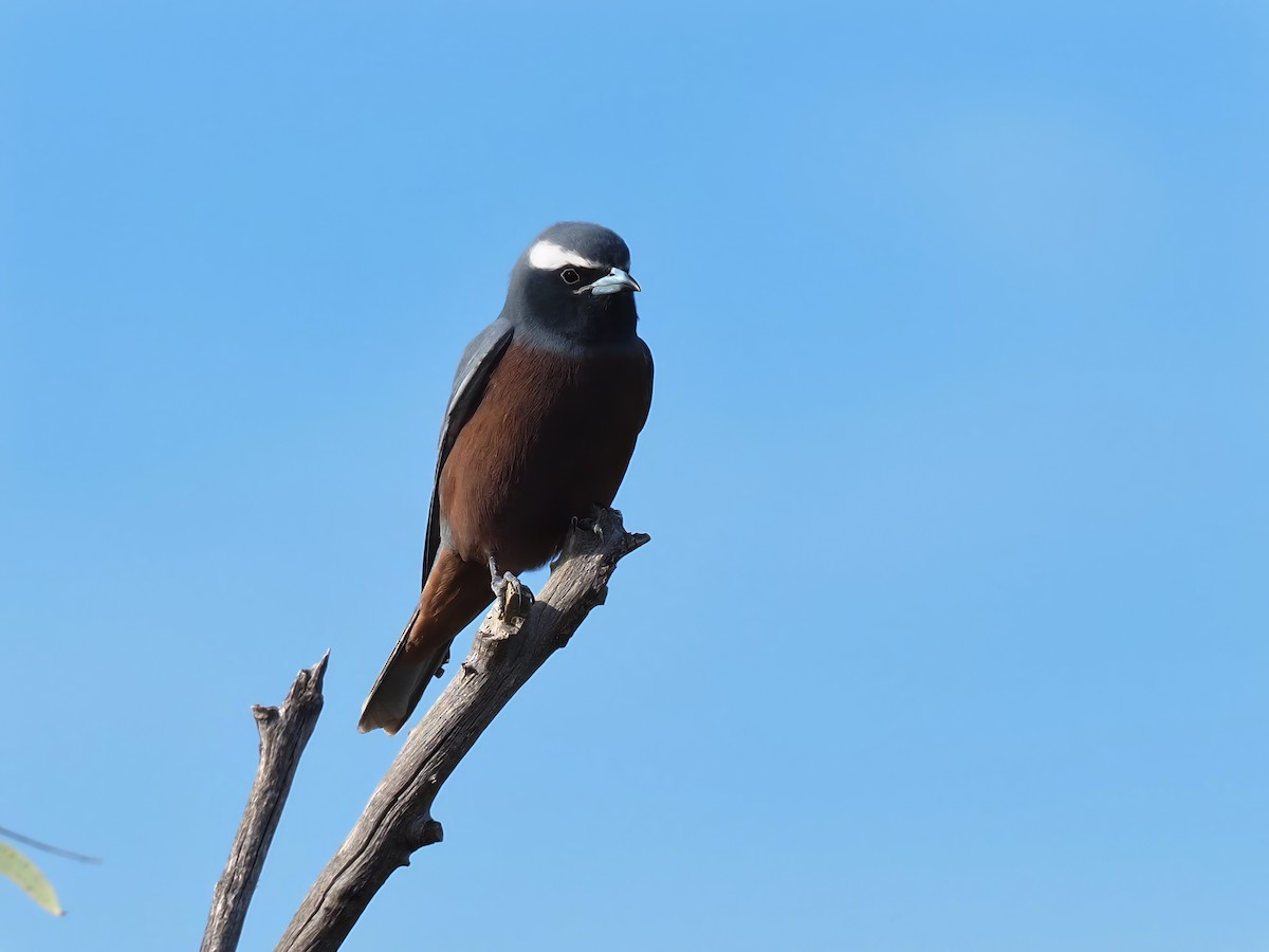 White-browed Woodswallow - Len and Chris Ezzy
