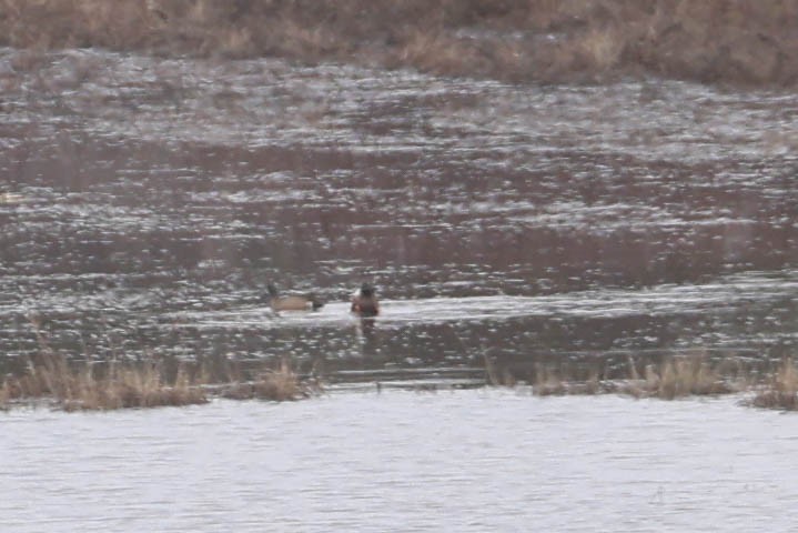 Blue-winged Teal - Denis Corbeil