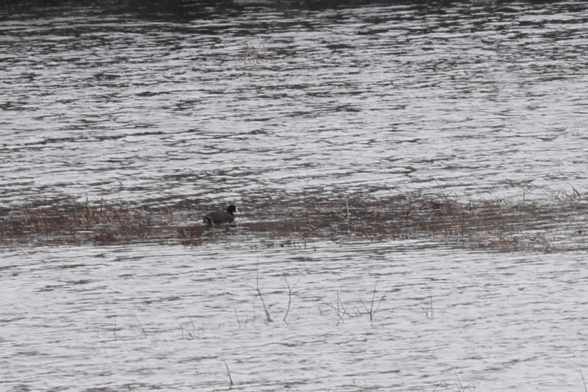 American Coot - Denis Corbeil