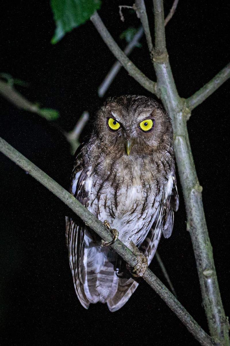 Foothill Screech-Owl - Francisco Russo