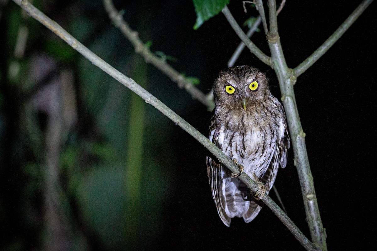 Foothill Screech-Owl - Francisco Russo