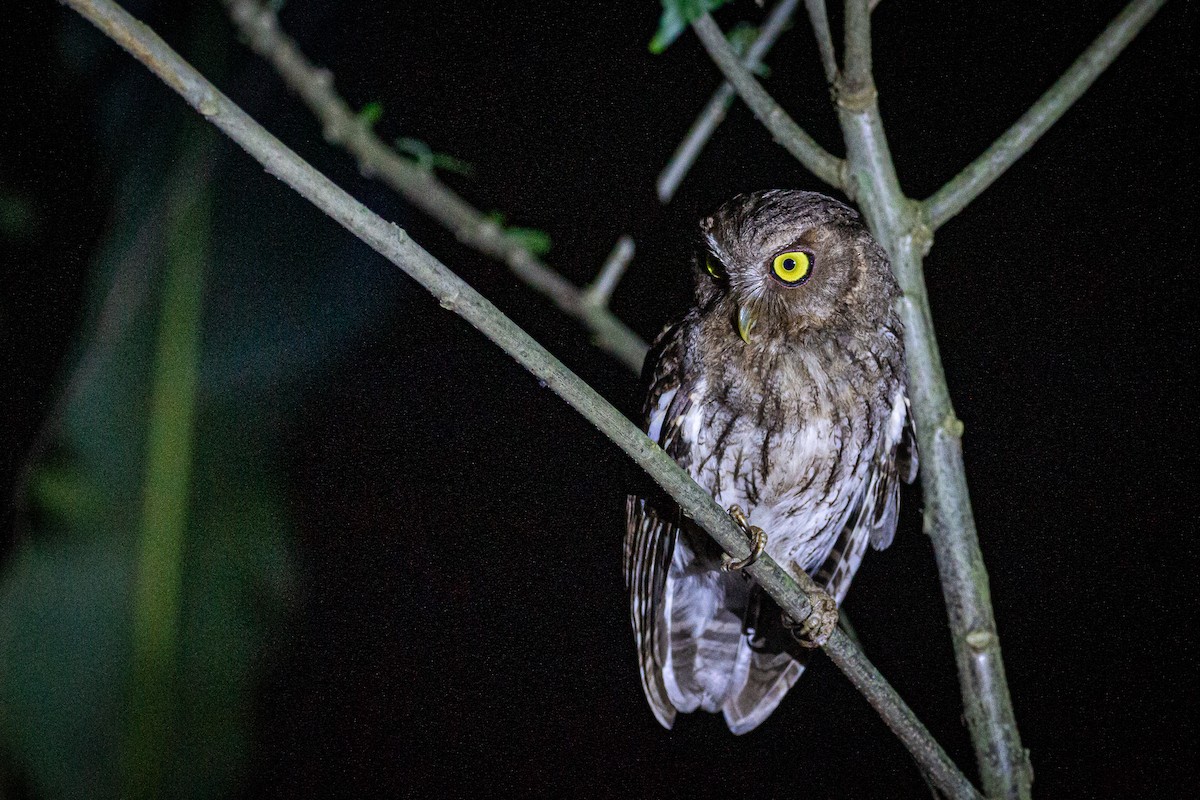 Foothill Screech-Owl - Francisco Russo