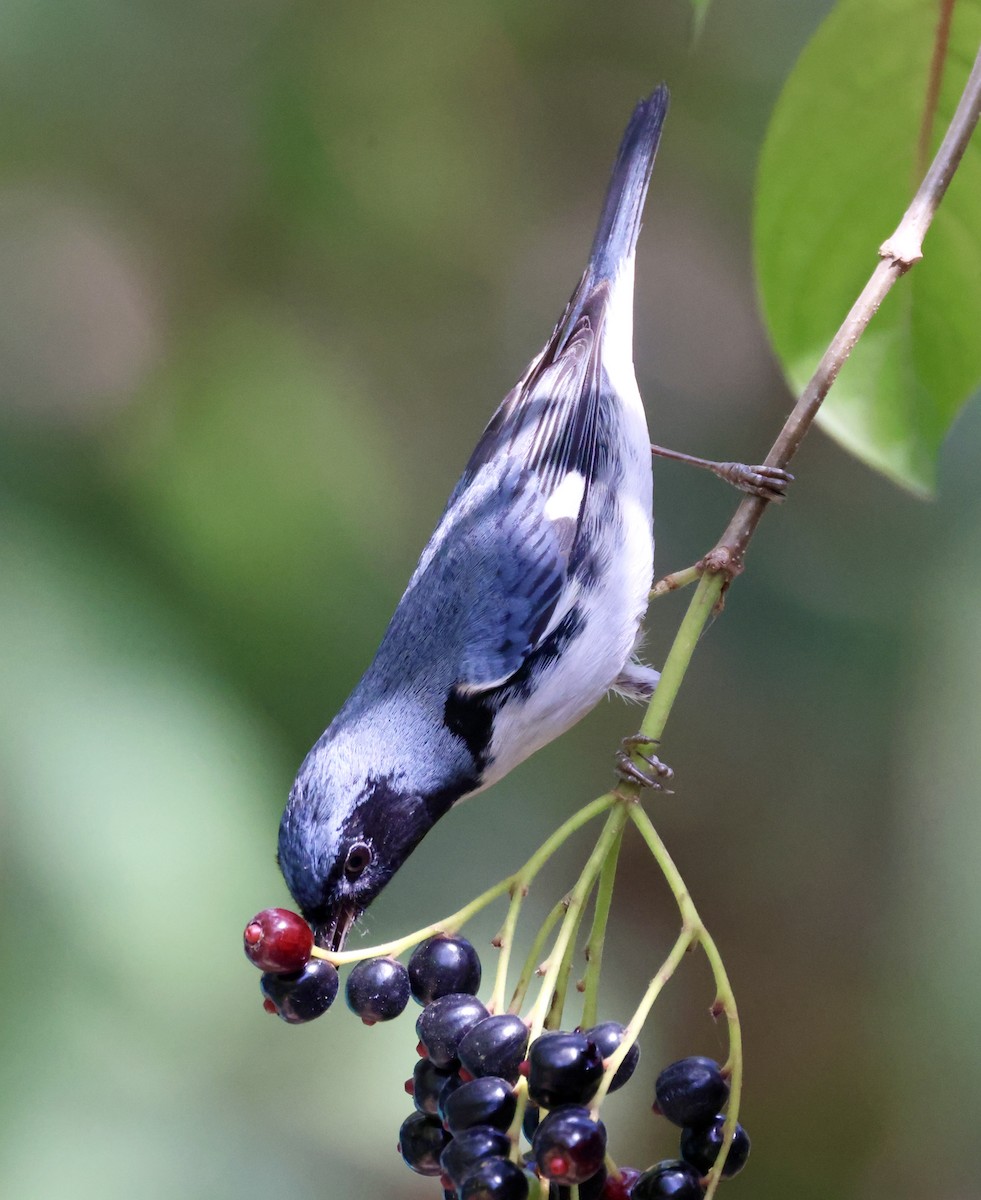 Black-throated Blue Warbler - Cheryl Rosenfeld