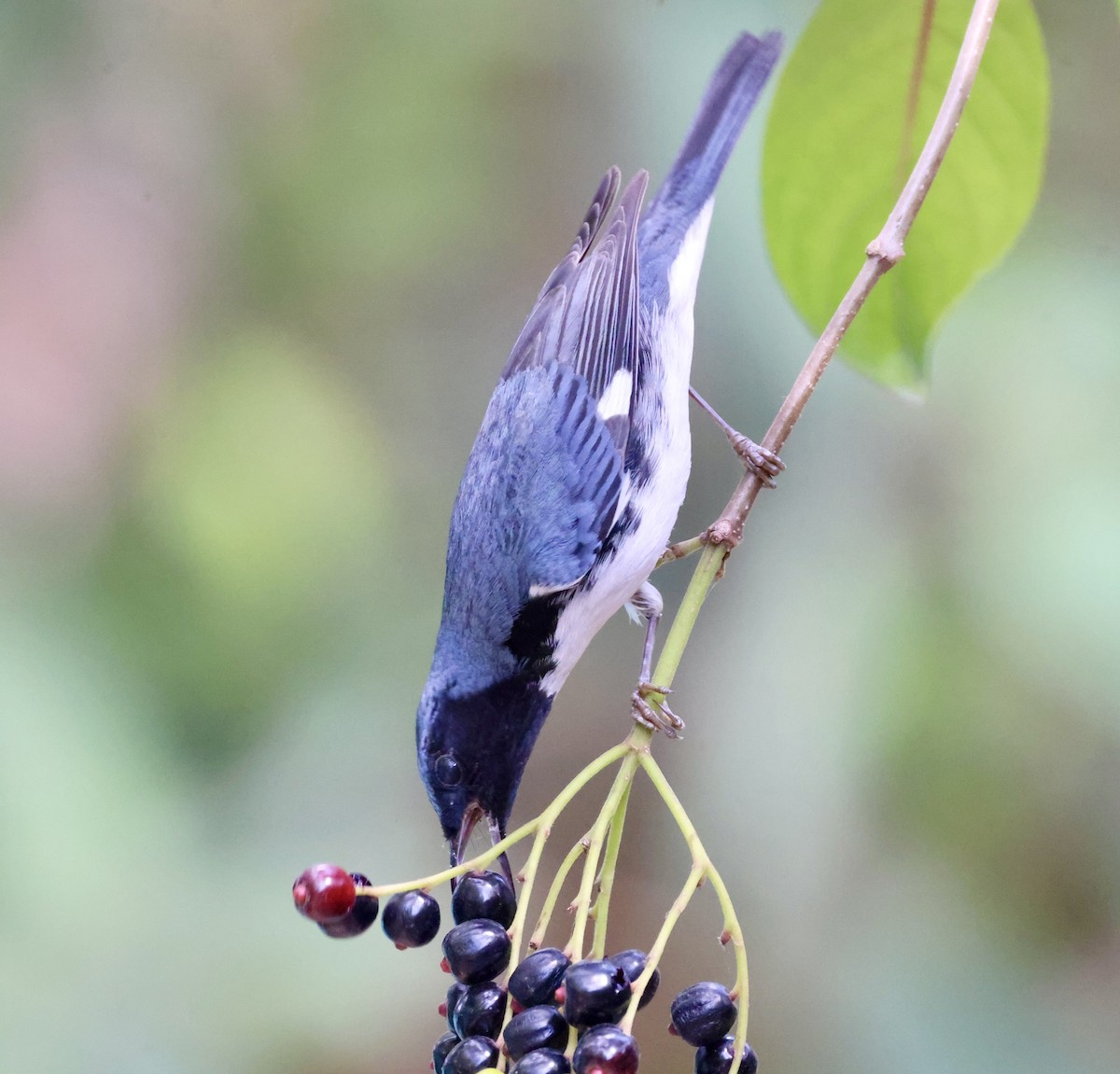 Black-throated Blue Warbler - Cheryl Rosenfeld