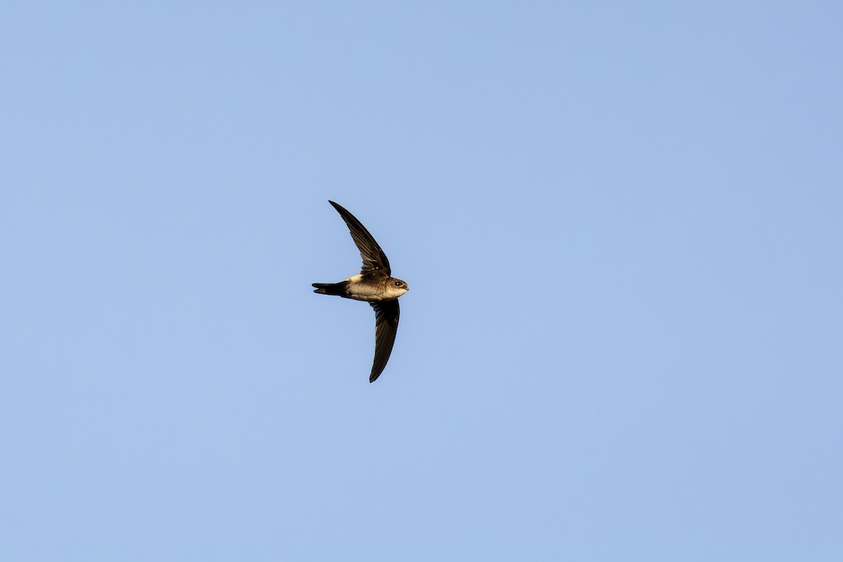 Antillean Palm Swift - José Alberto Pérez Hechavarría