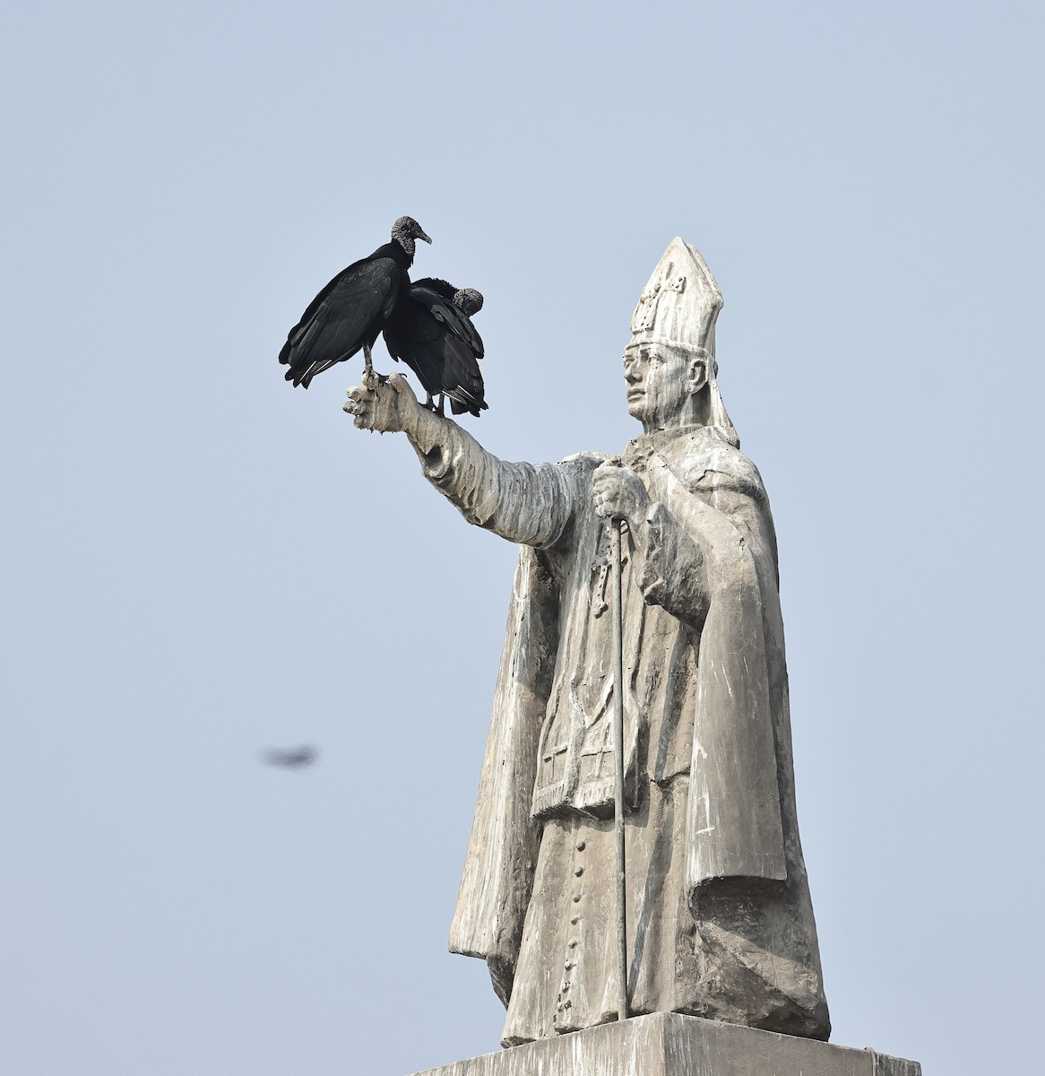 Black Vulture - Albert Linkowski