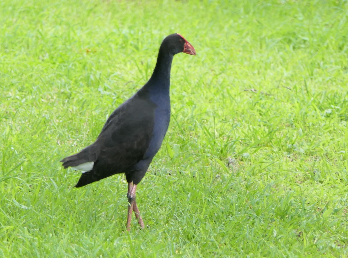 Australasian Swamphen - ML619166336