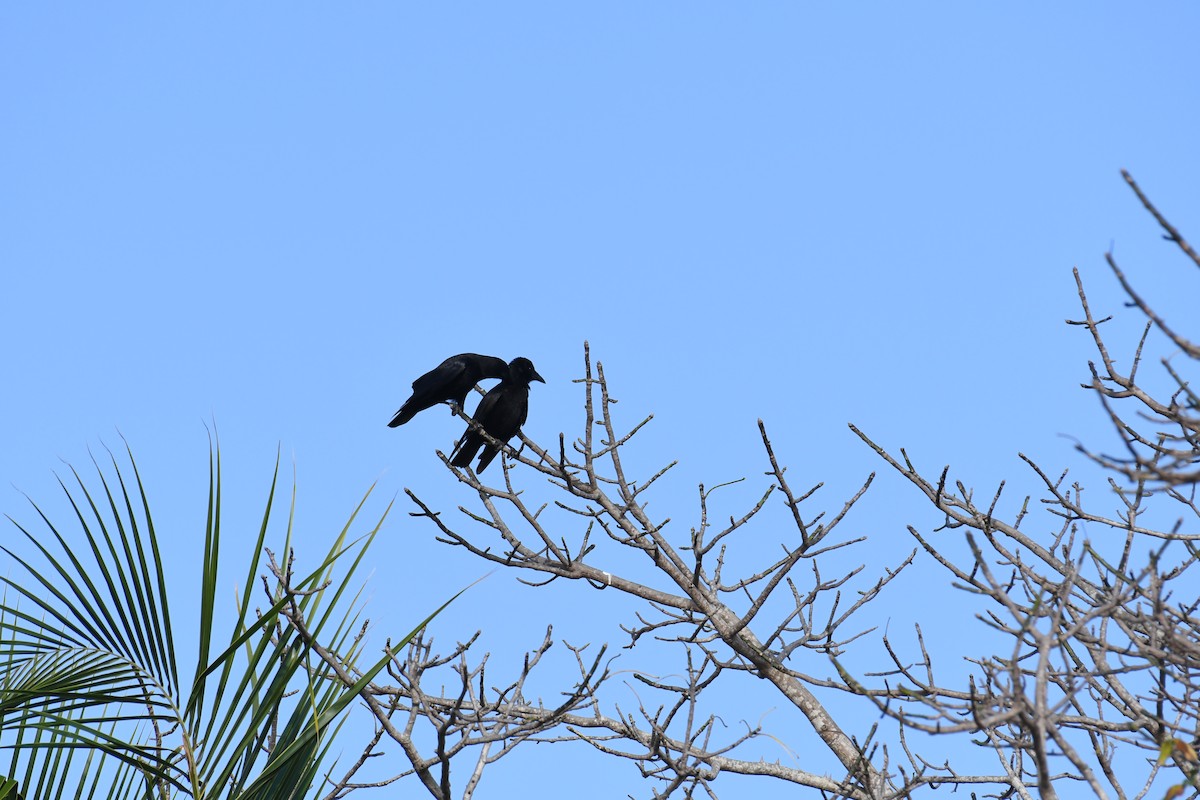 Cuban Palm-Crow - José Alberto Pérez Hechavarría