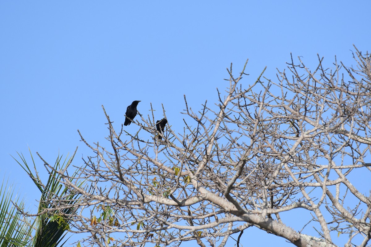 Cuban Palm-Crow - José Alberto Pérez Hechavarría