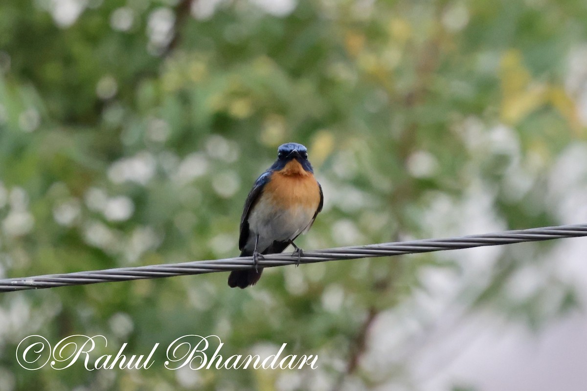 Tickell's Blue Flycatcher - Rahul Bhandari