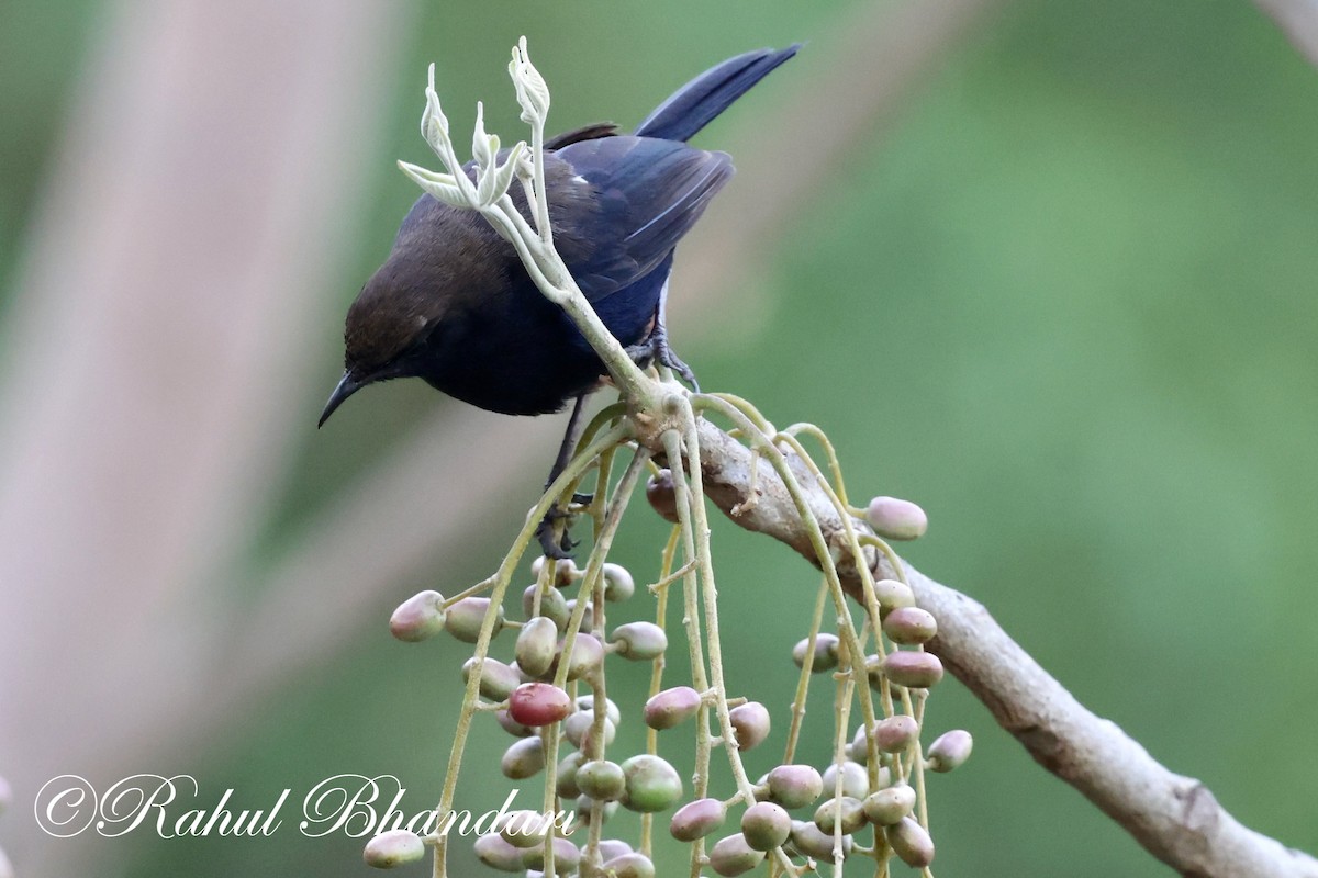 Indian Robin - Rahul Bhandari