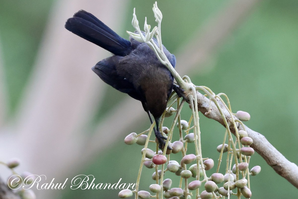 Indian Robin - Rahul Bhandari