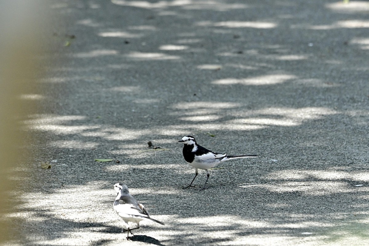 White Wagtail - Hideki Sekimoto