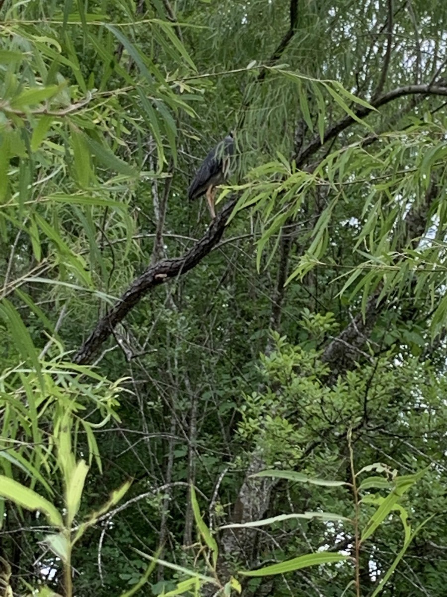 Yellow-crowned Night Heron - ML619166398