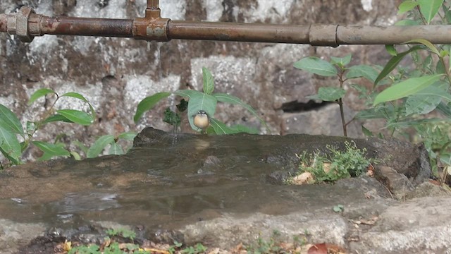 Prinia cendrée - ML619166430