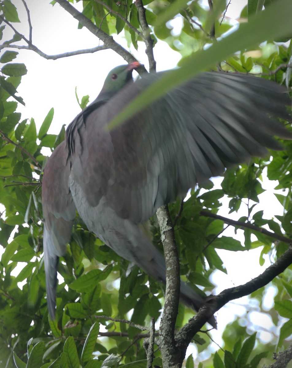 New Zealand Pigeon - Jim Kirker