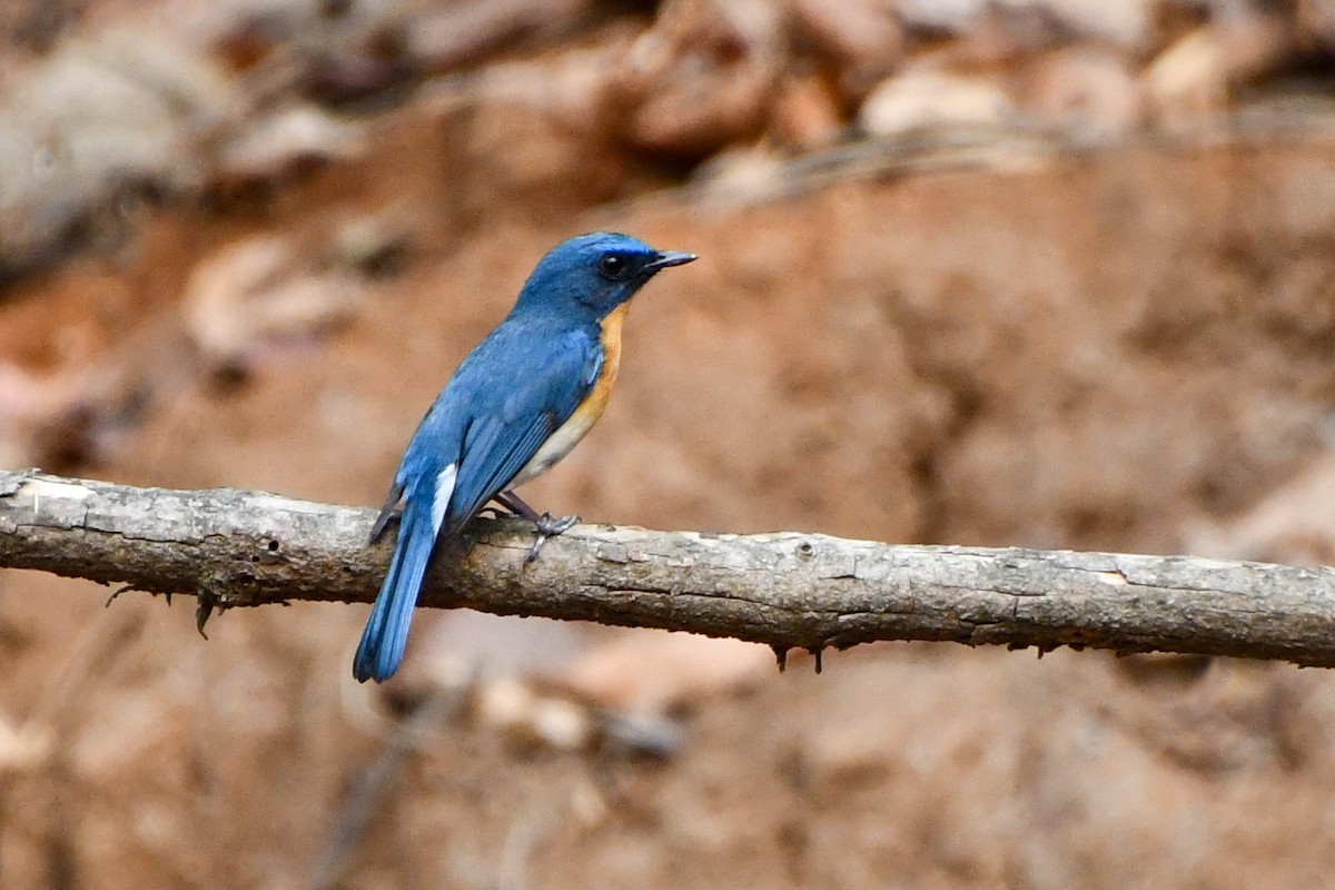 Tickell's Blue Flycatcher - Mohan Shenoy