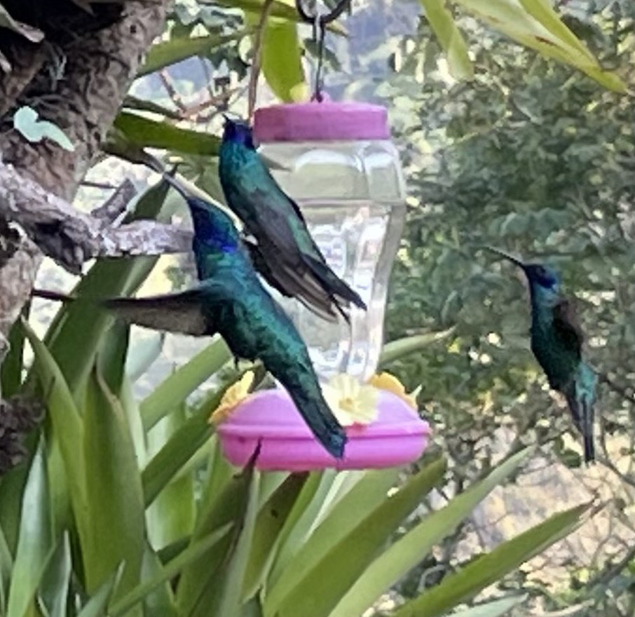 Colibrí Rutilante - ML619166460