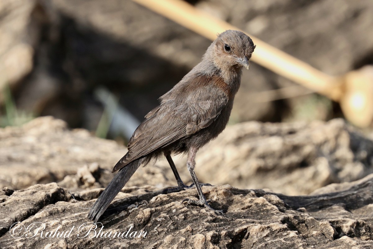 Brown Rock Chat - Rahul Bhandari