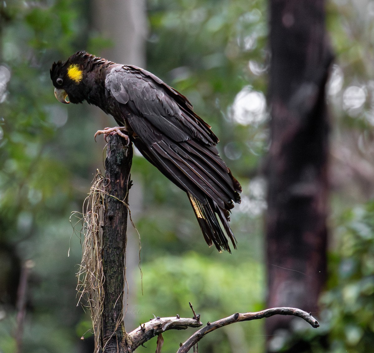 Yellow-tailed Black-Cockatoo - Andrew Marsh