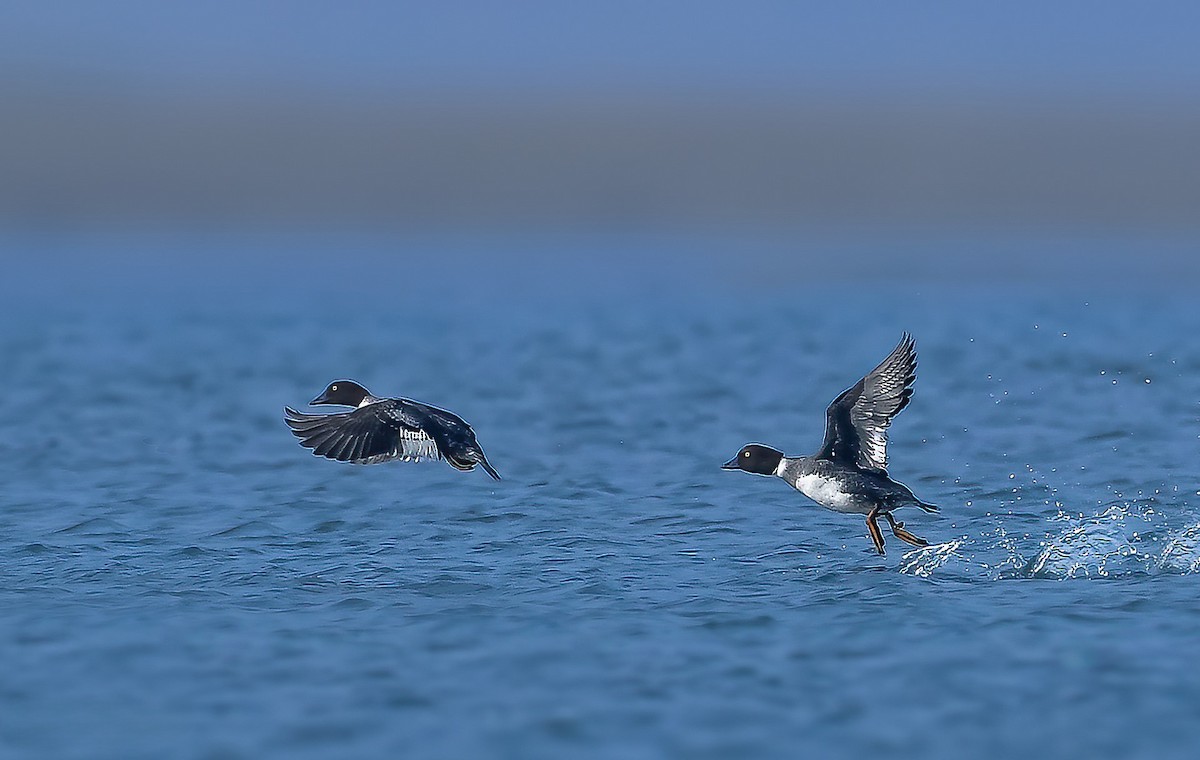 עבראש ירוק - ML619166515