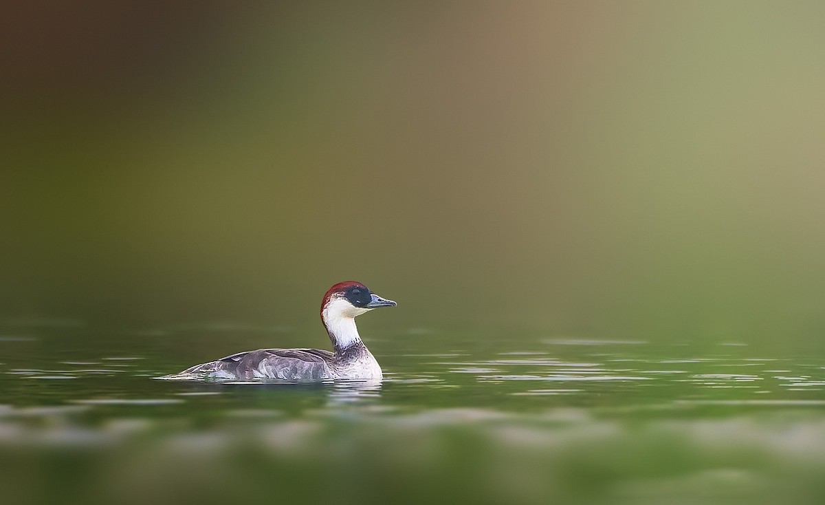 Smew - Rahul Chakraborty