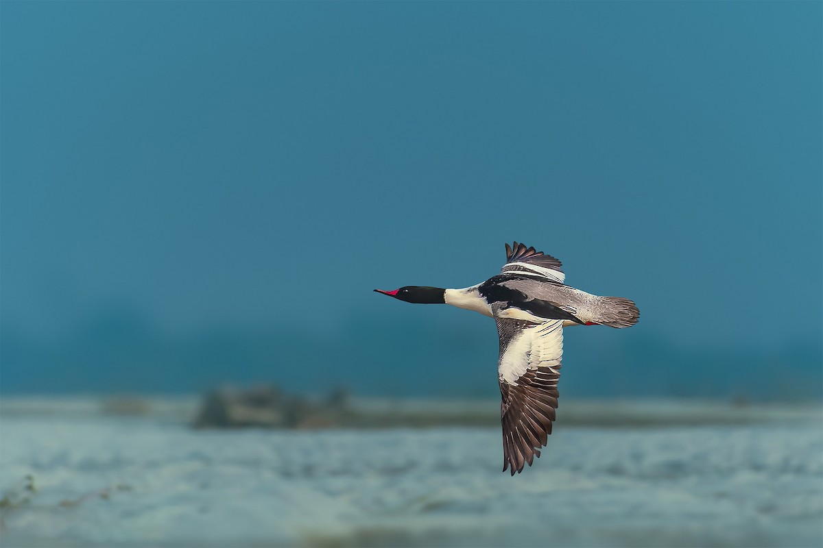 Common Merganser - Rahul Chakraborty